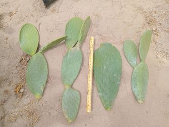 Extra large prickly pear pad cutting g