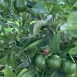 Calamansi Tree Semi Dwarf