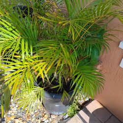 Full Size Ereca Palm Bush Plant For $50