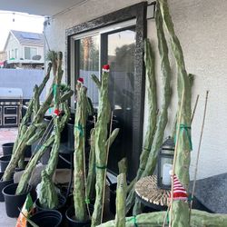 Totem Pole Cactus Various Sizes 1-9 Feet!