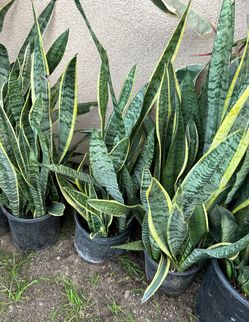 Snake Plants $20 each