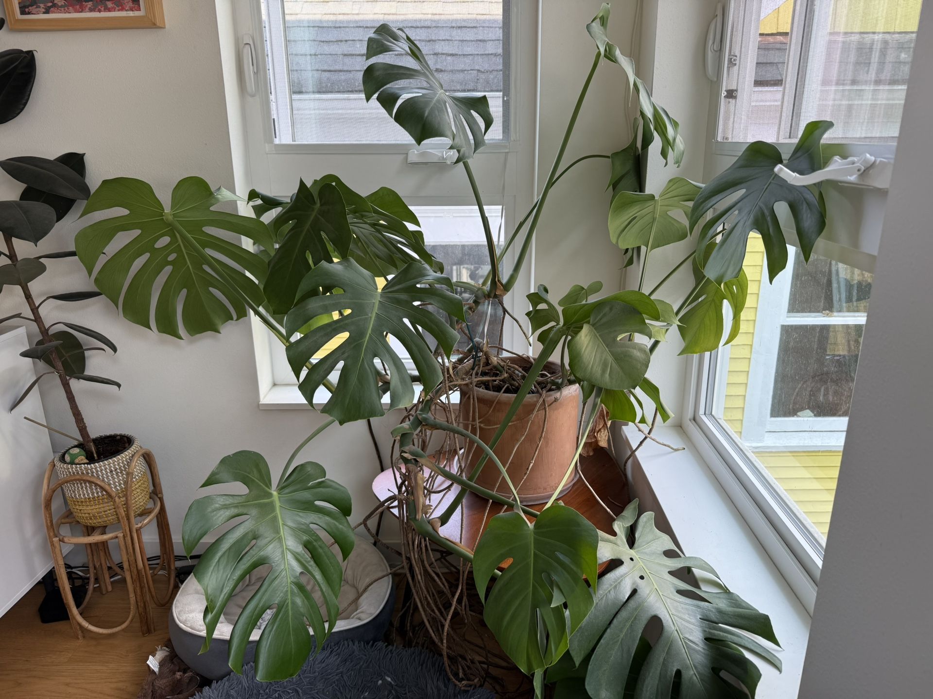 Large Monstera Deliciosa