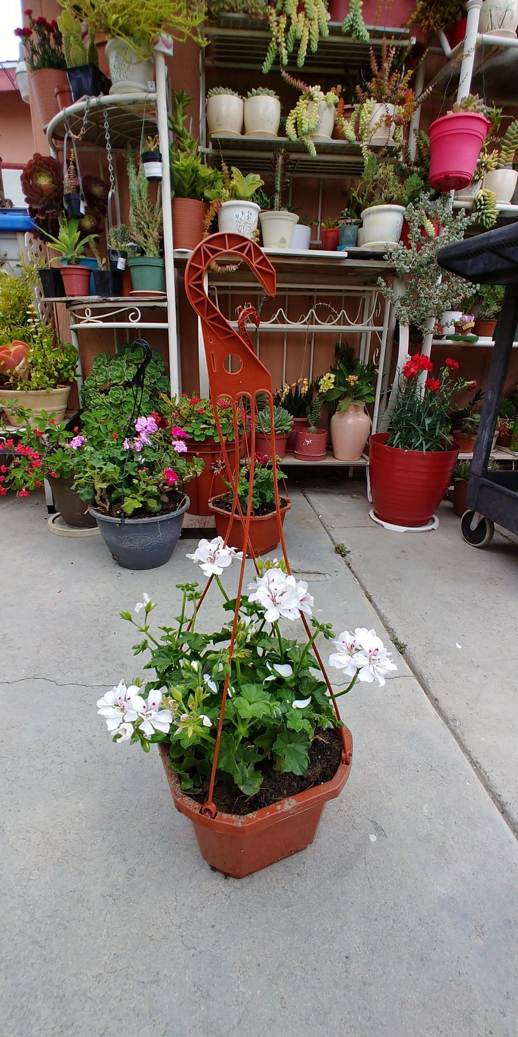 Hanging basket with beautiful geranioms