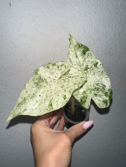 Alocasia Odora Batik