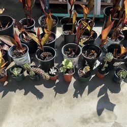 Plants For Sale