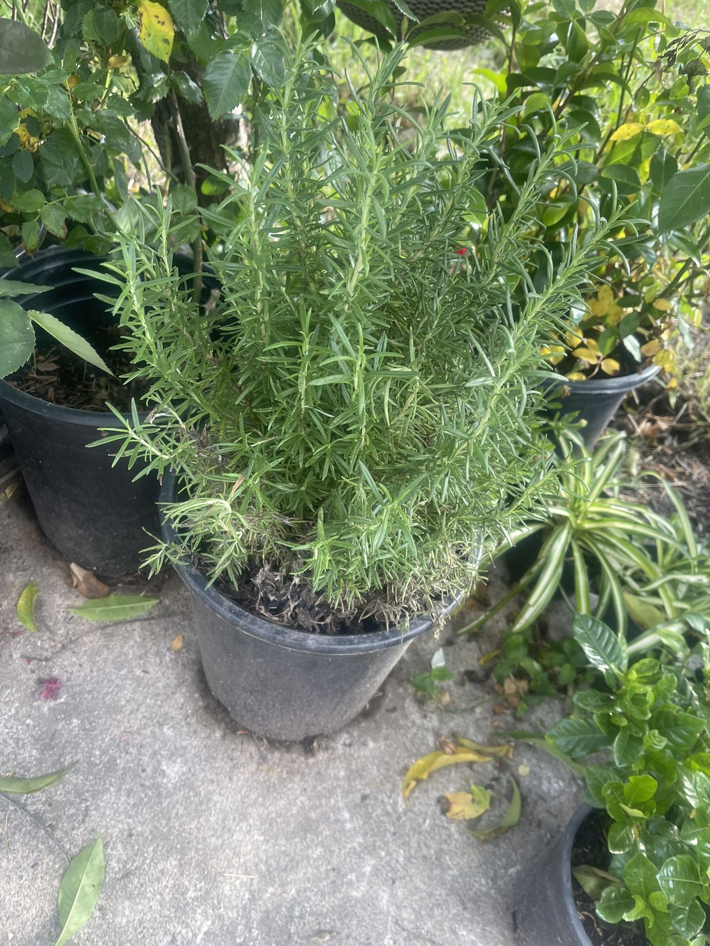 Rosemary Plant For Garden