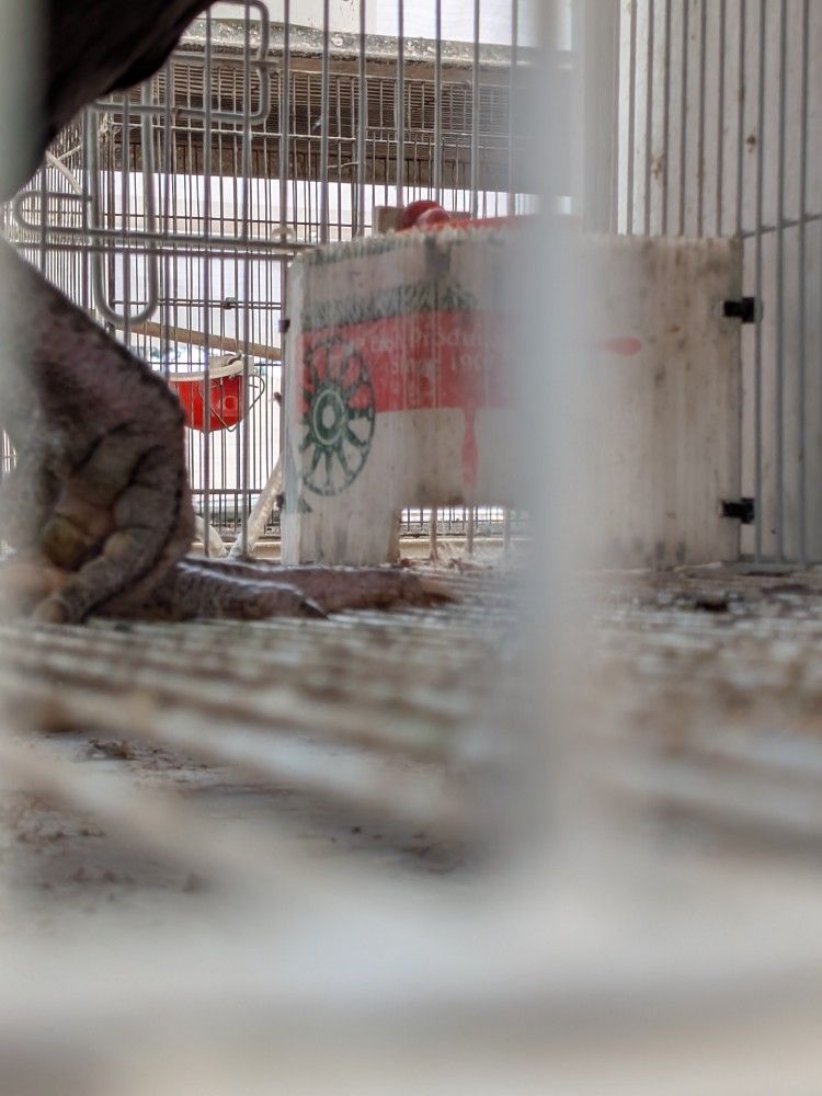 Rooster Cage Wire Cheap Wholesale Price 🍴
