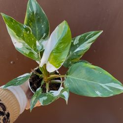 4” White Wizard Philodendron
