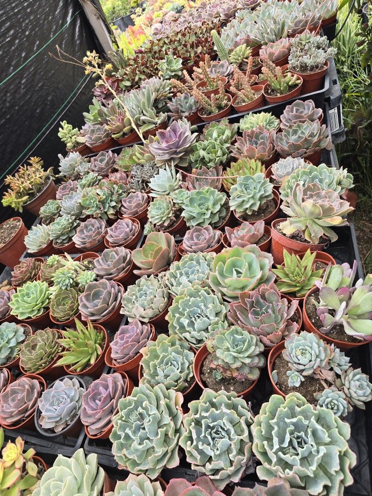 Echeverias & Succulent 