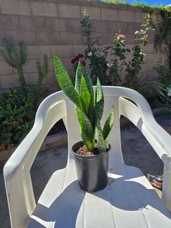 Plant