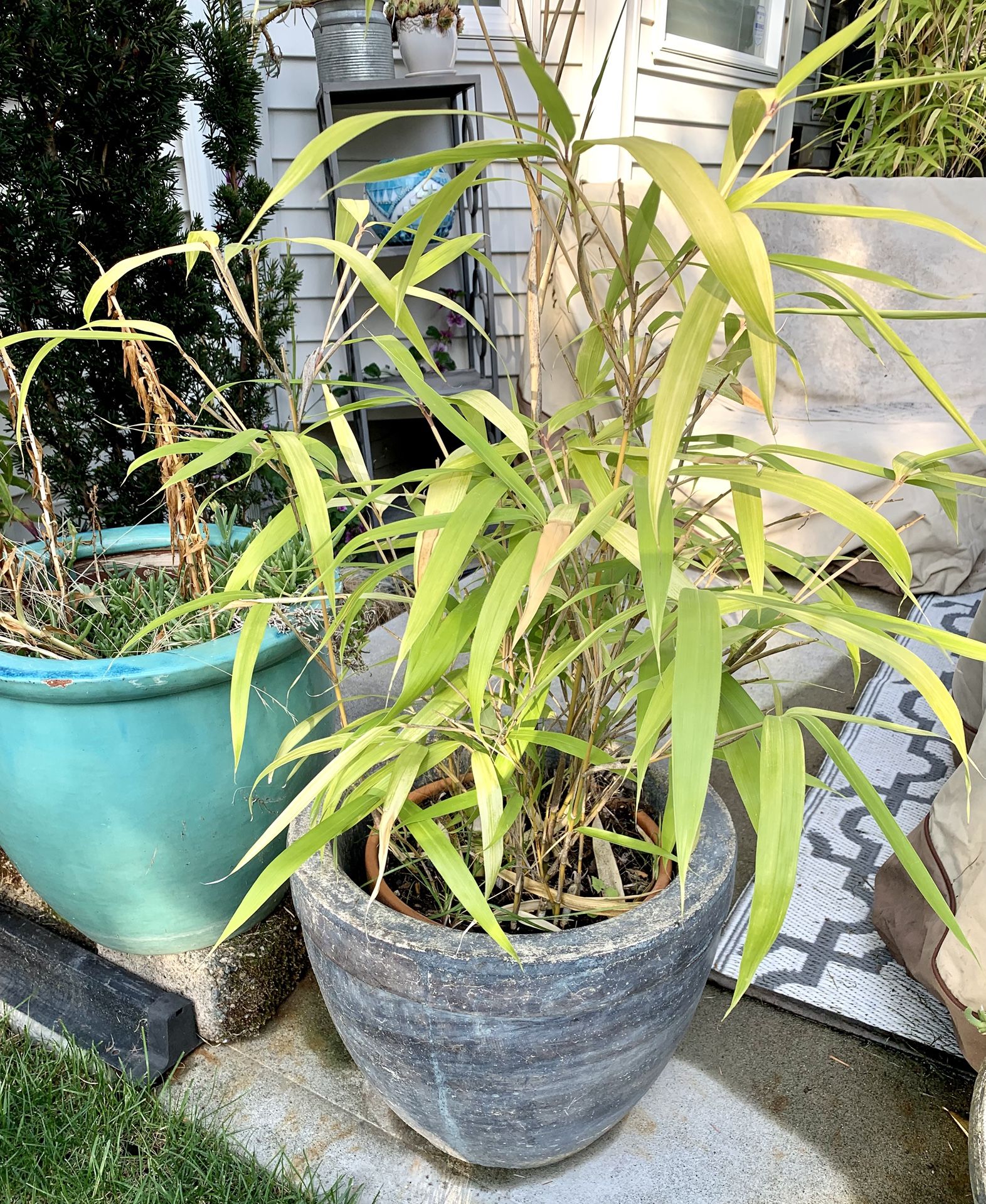 LIVE Healthy Bamboo Plant/ Tree With Stone Planter/ Pot Included