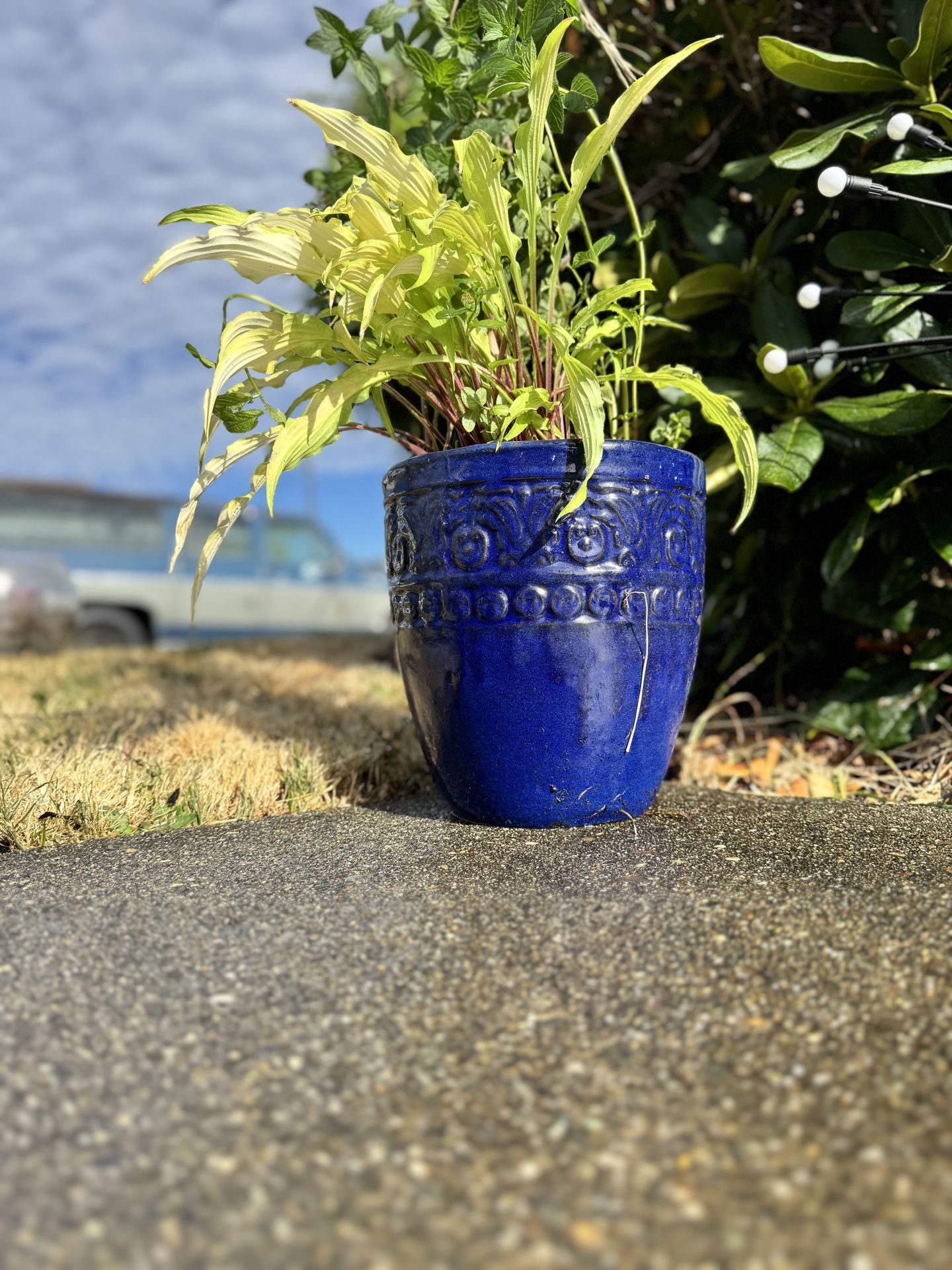 Ceramic Pot With Curly Hostsa And Volunteer Spearmint Plants