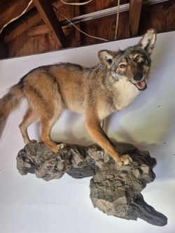 Taxidermy