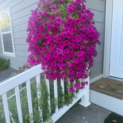 Huge hanging baskets NEW