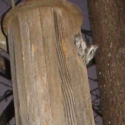 Handcrafted Owl House.    South Austin.    $50 Firm.   Never Used.   