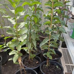 Pink Guava Trees 3F $35 Each Price Firm