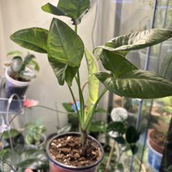 Syngonium Pink Confetti 