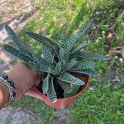 Gasteria Bicolor