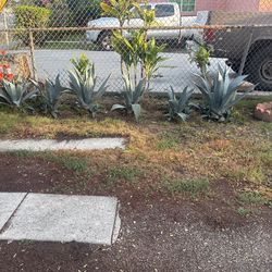 Maguey