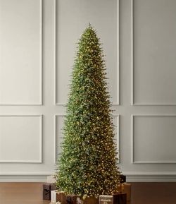 Grand duchess tree 15ft
