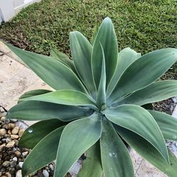 Foxtail Agave