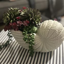 Nautilus Planter / Succulents / Home Decor