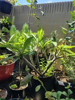 Plumeria $30
