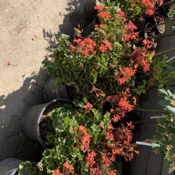 Different Plants In 5 Gallon 