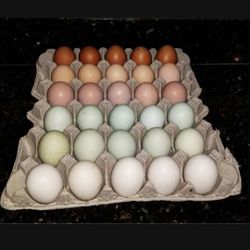 Fresh Free range chicken eggs On High Protein Diet