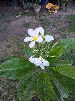 Plumeria Tree $60