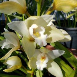Huge Orchid Plant
