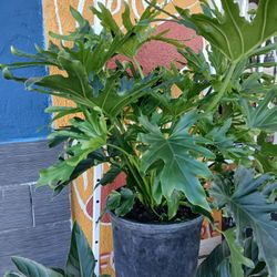 Lacy Tree Plant / Planter 