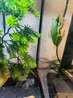Case for 2 tree frogs.