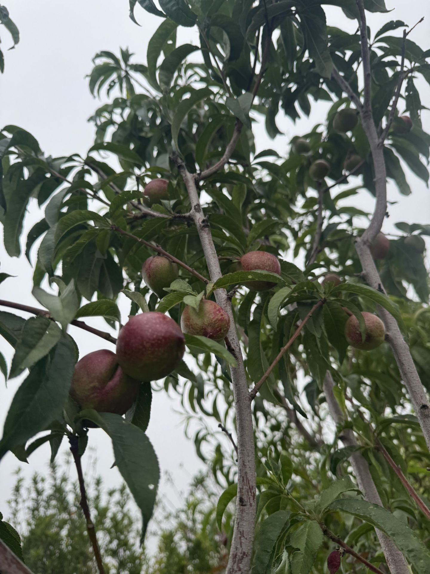 White Nectarine Tree 25gal 10ft
