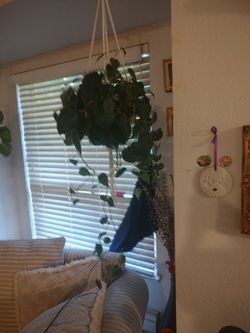 Hanging House Plant