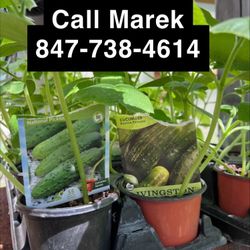 Tomatoes & Cucumbers Plant Sale