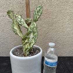 Variegated Opuntia Prickly Pear