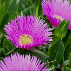 Ice plants /drought-tolerant /purple flower/live rooted