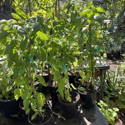 ALBAHACA