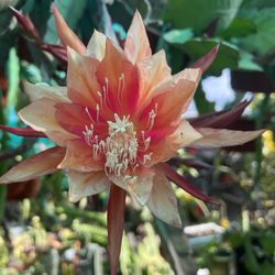 Orchid Cactus Orange (france)