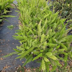 Foxfarn 3gallones Bushes 