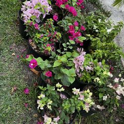 BOUGAINVILLEA PLANT (3 gallon pot) Landscaping and More!