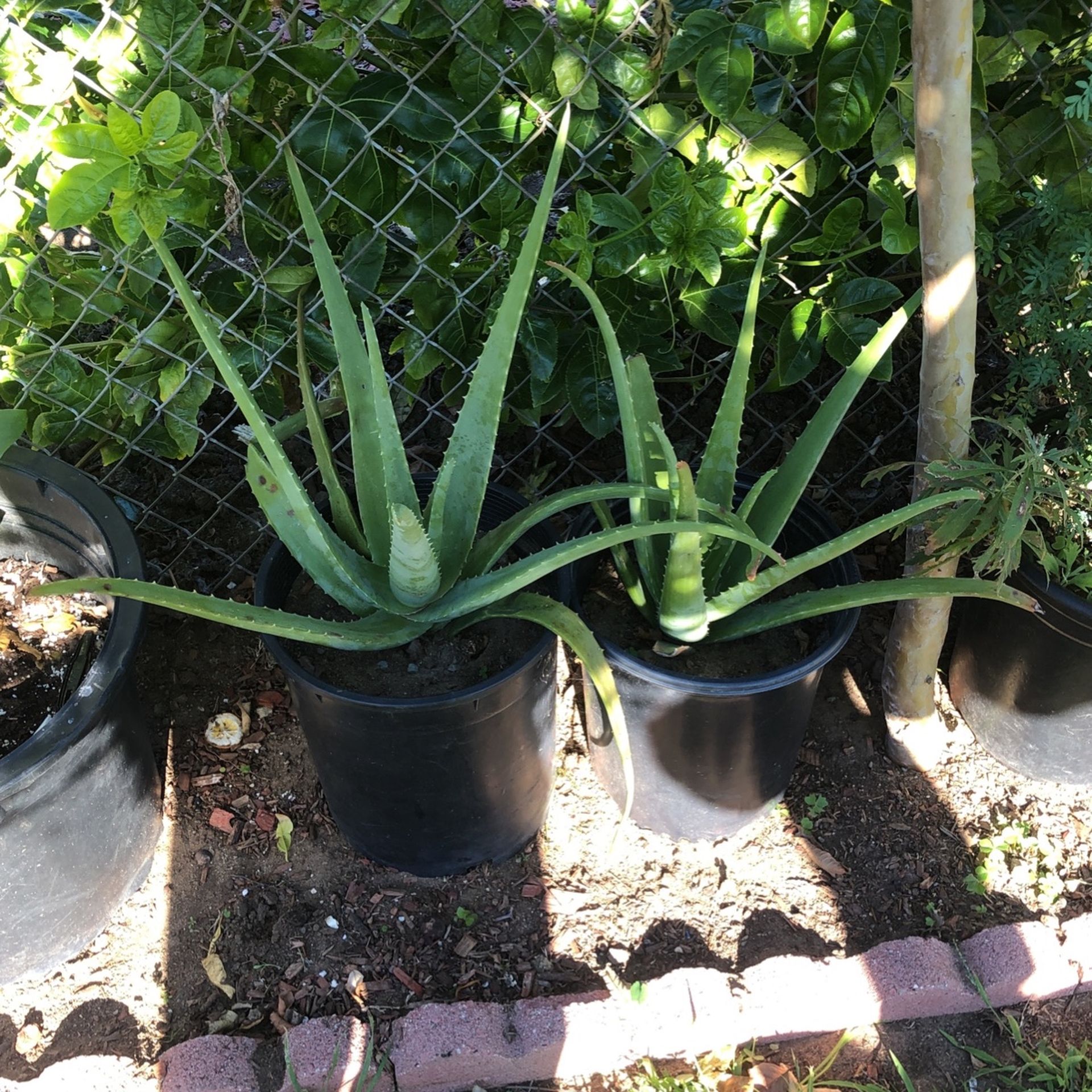 Alovera Plant