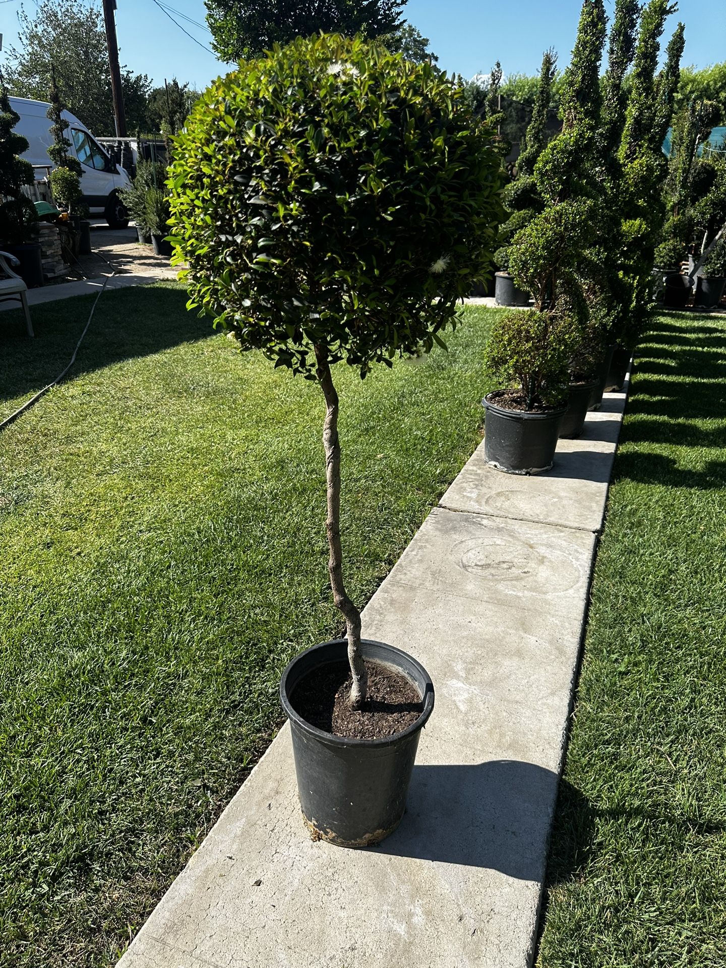 Topiary Tree