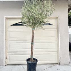 Fruitless olive trees 8ft Landscape Plants Ferns succulents palms grass pots