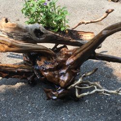 Driftwood  Art Flower Pot