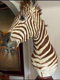 Authentic Zebra Taxidermy Shoulder Mount on Carved Wood Pedestal