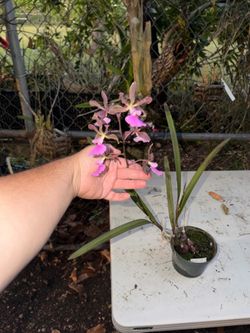 Encyclia orchid