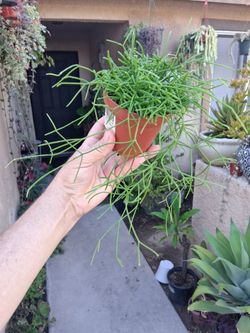 Rhipsalis Baccifera Plant $18