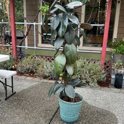 Plant